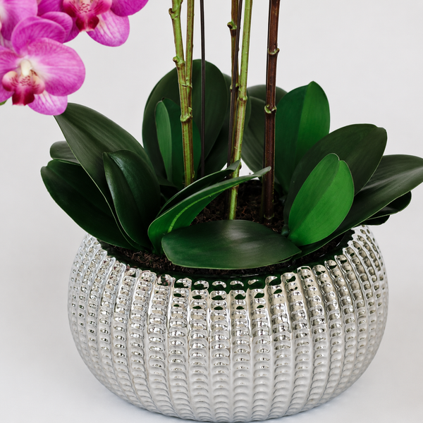 Elegant Real Touch Large Six Stem Butterfly Pink Potted Orchid in Decorative Silver Ceramic Pot (65cm)- A1319