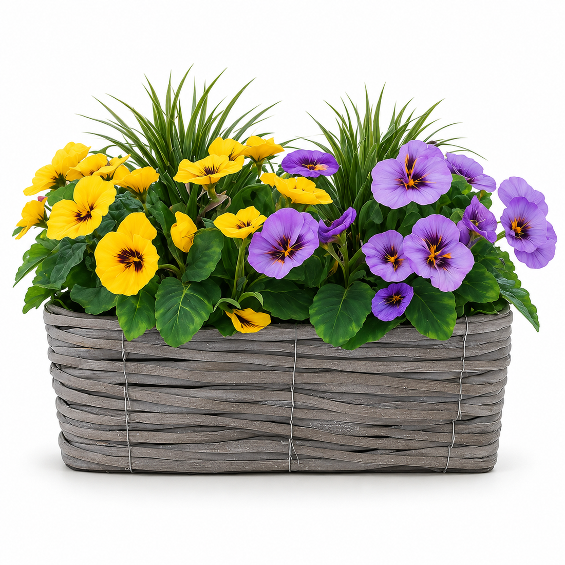 Purple & Yellow Pansy Grey Rattan Window Box 40cm - A1320