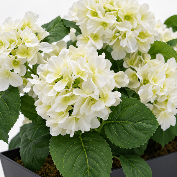 White Hydrangea in Black Metal Window Box - A1321