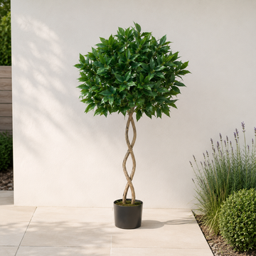 Twisted Trunk Bay Laurel Tree 4ft/120 cm - With Wood Effect Trunk, Natural Leaf and Brown Berries - A1324