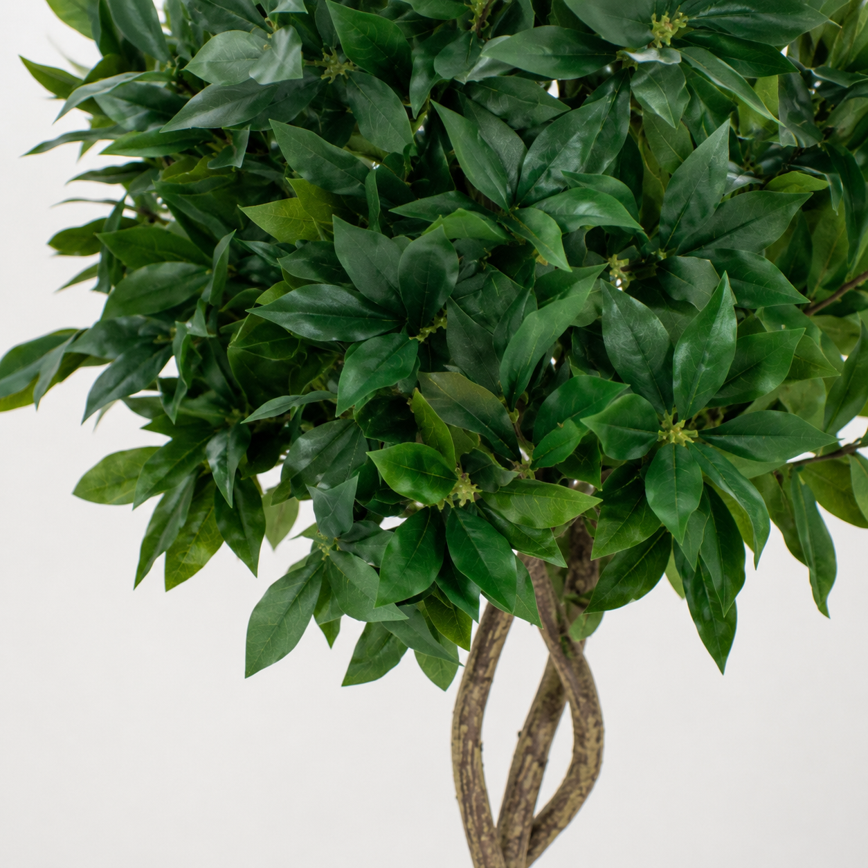 Twisted Trunk Bay Laurel Tree 4ft/120 cm - With Wood Effect Trunk, Natural Leaf and Brown Berries - A1324