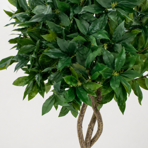 Twisted Trunk Bay Laurel Tree 4ft/120 cm - With Wood Effect Trunk, Natural Leaf and Brown Berries - A1324