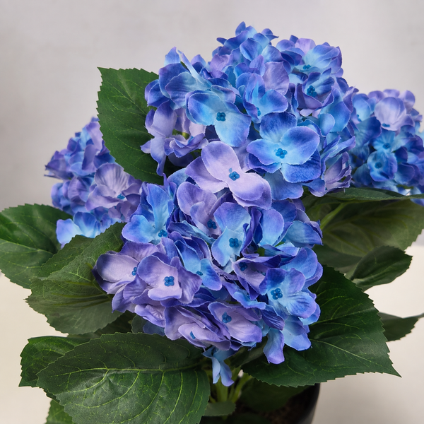 Blue Hydrangea Bush in Black Plastic Pot (Set of 2) 42cm - UV Protected, Faux Silk - A1339