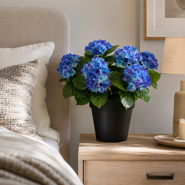 Blue Hydrangea in Black Pot 50cm/20in - A1354