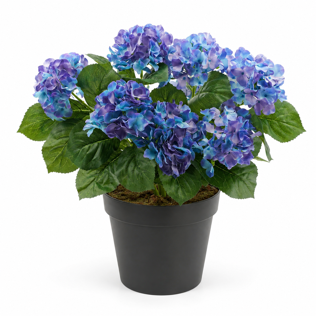 Blue Hydrangea in Black Pot 50cm/20in - A1354