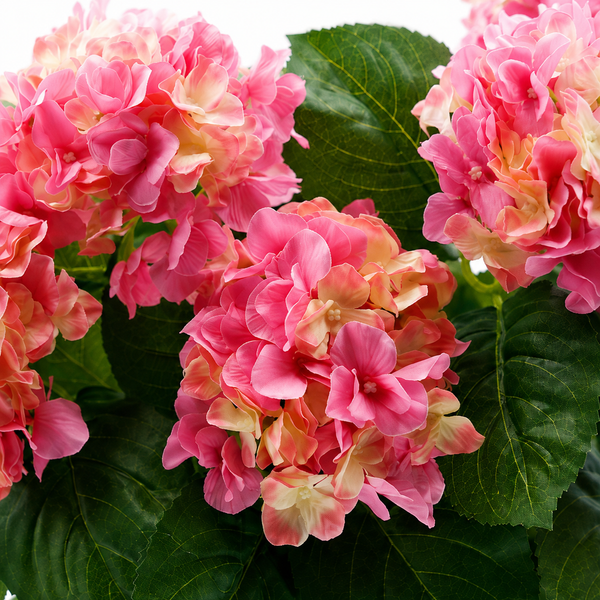 Pink Hydrangea in Black Pot 50cm/20in - A1355