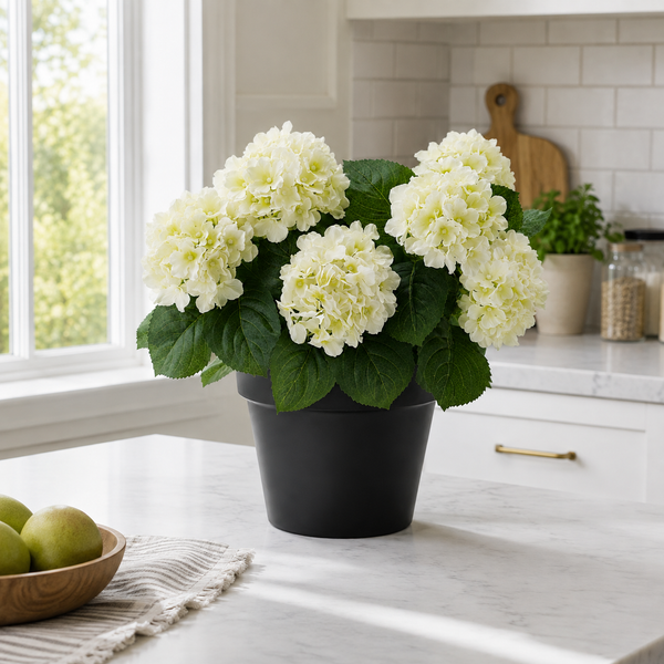 White Hydrangea in Black Pot 50cm/20in - A1356