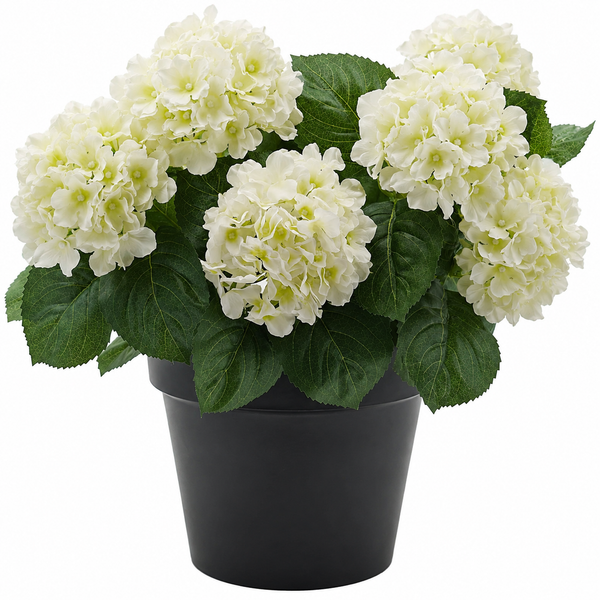 White Hydrangea in Black Pot 50cm/20in - A1356