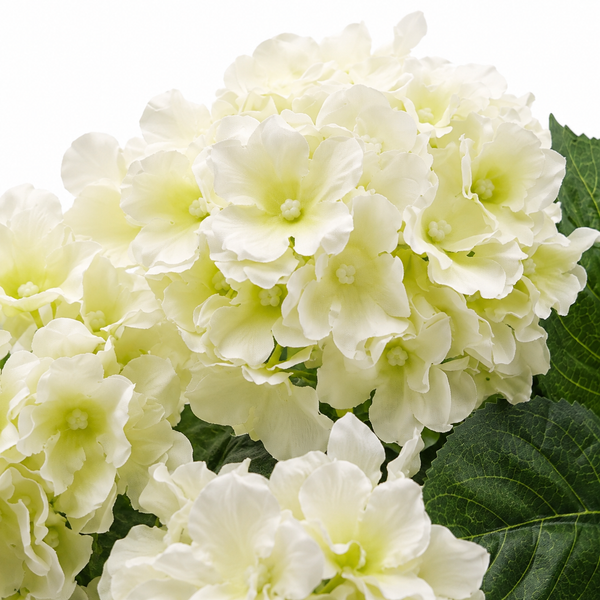 White Hydrangea in Black Pot 50cm/20in - A1356