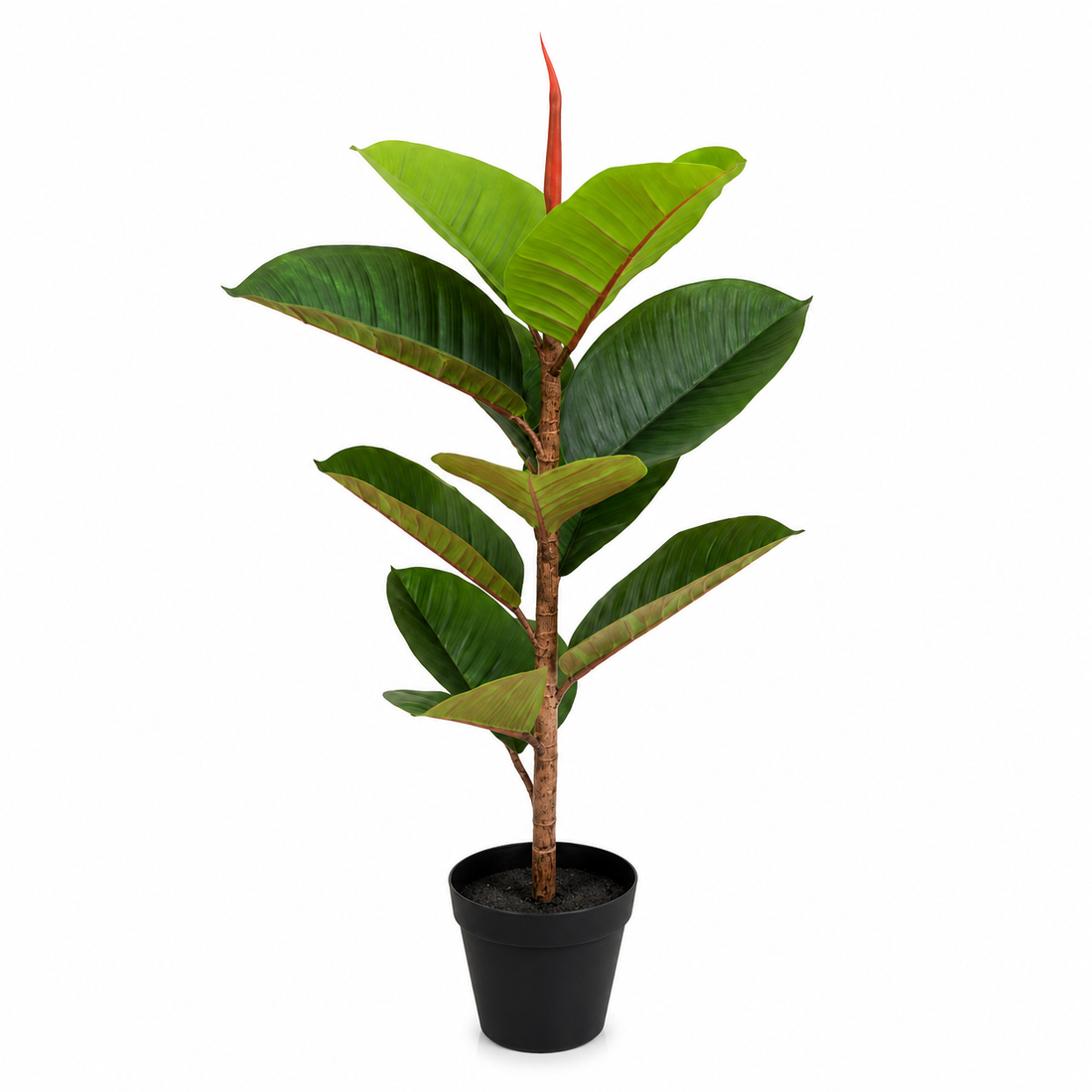 Real Touch Rubber Tree in Black Pot 70cm - A1363