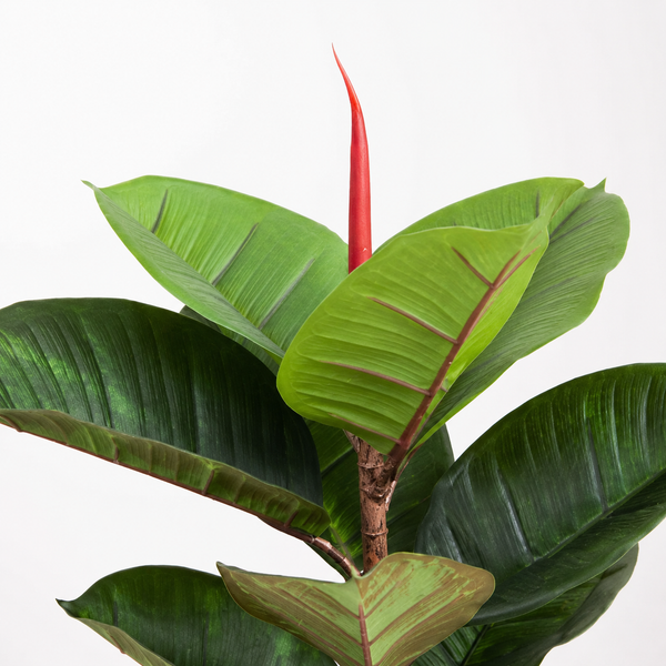 Real Touch Rubber Tree in Black Pot 70cm - A1363