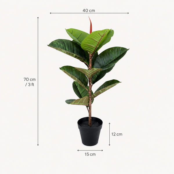 Real Touch Rubber Tree in Black Pot 70cm - A1363
