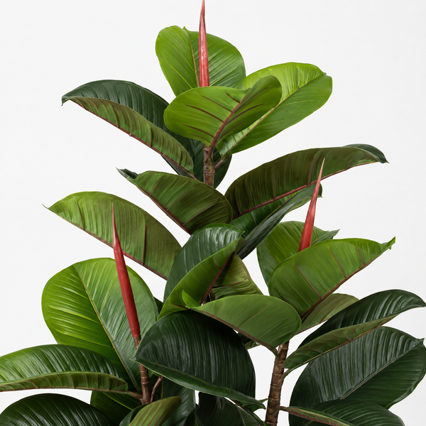 Large Real Touch Rubber Tree 4ft/120cm - A1364