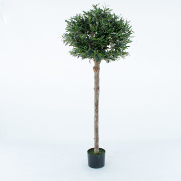Olive Tree 5ft/150 cm - With Real Wood Trunk, Premium Quality & Natural Appearance - A1368