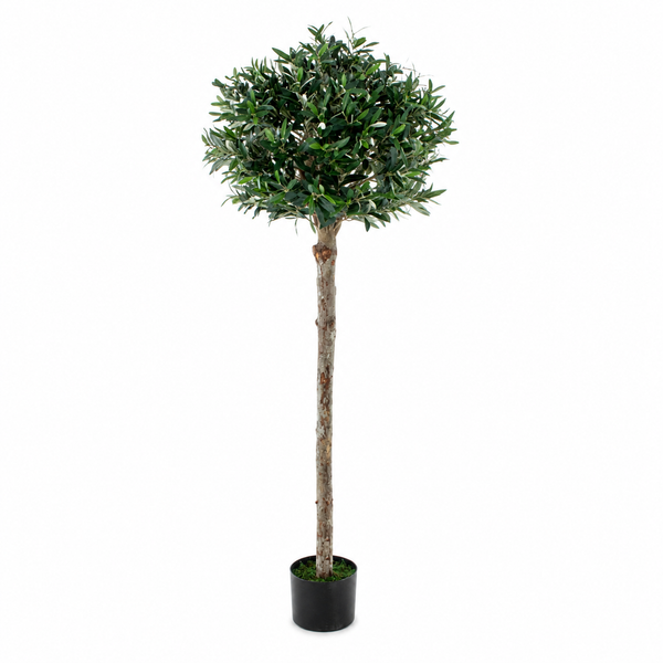 Olive Tree 5ft/150 cm - With Real Wood Trunk, Premium Quality & Natural Appearance - A1368