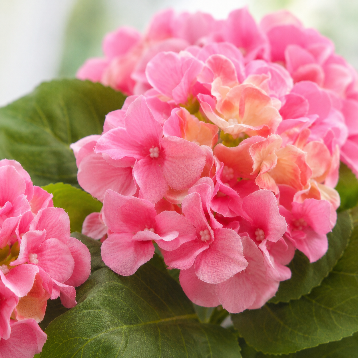 Pink Hydrangea in Black Window Box - A1383