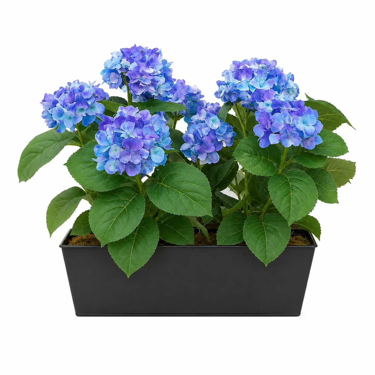 Blue Hydrangea in Black Metal Window Box - A1385