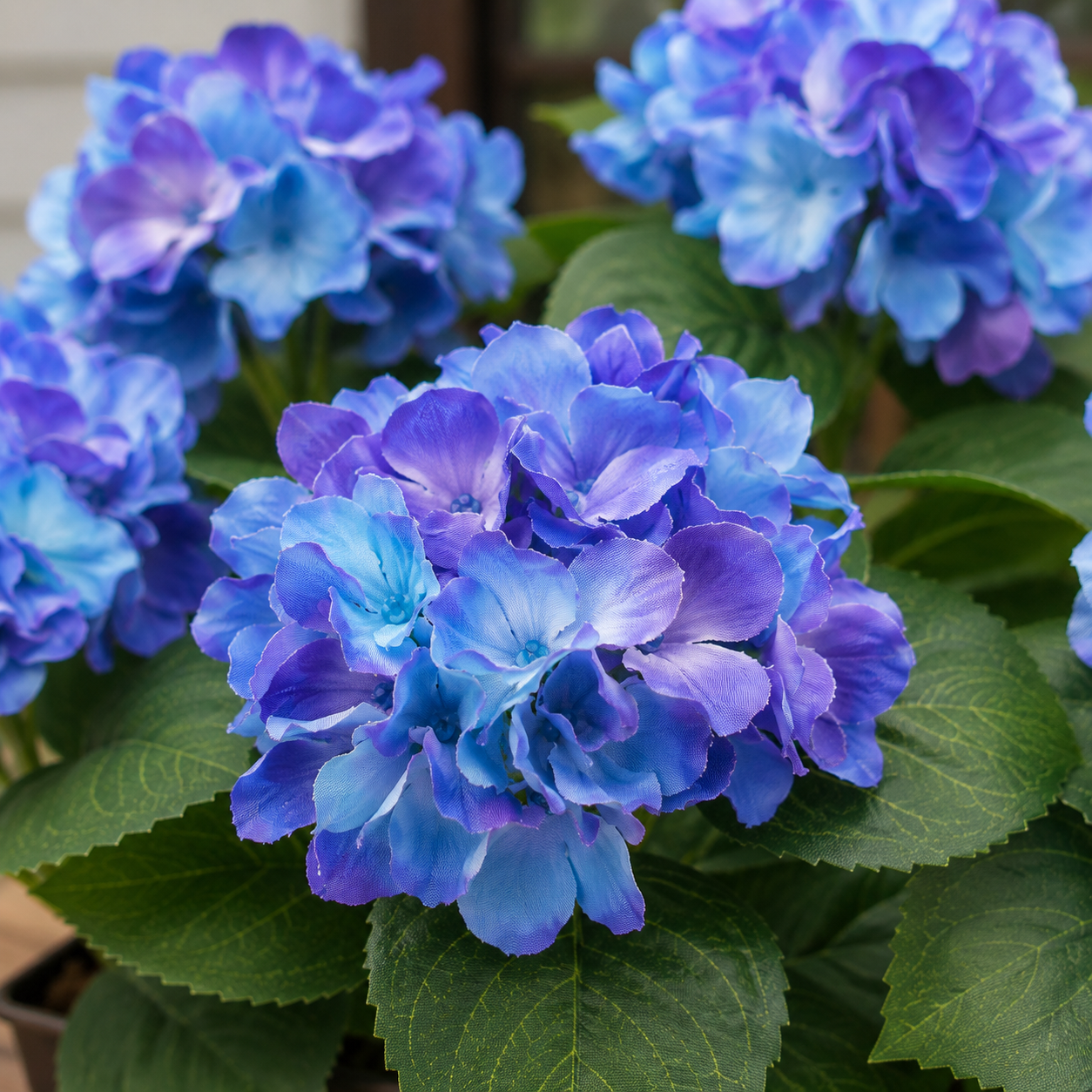 Blue Hydrangea in Black Metal Window Box - A1385