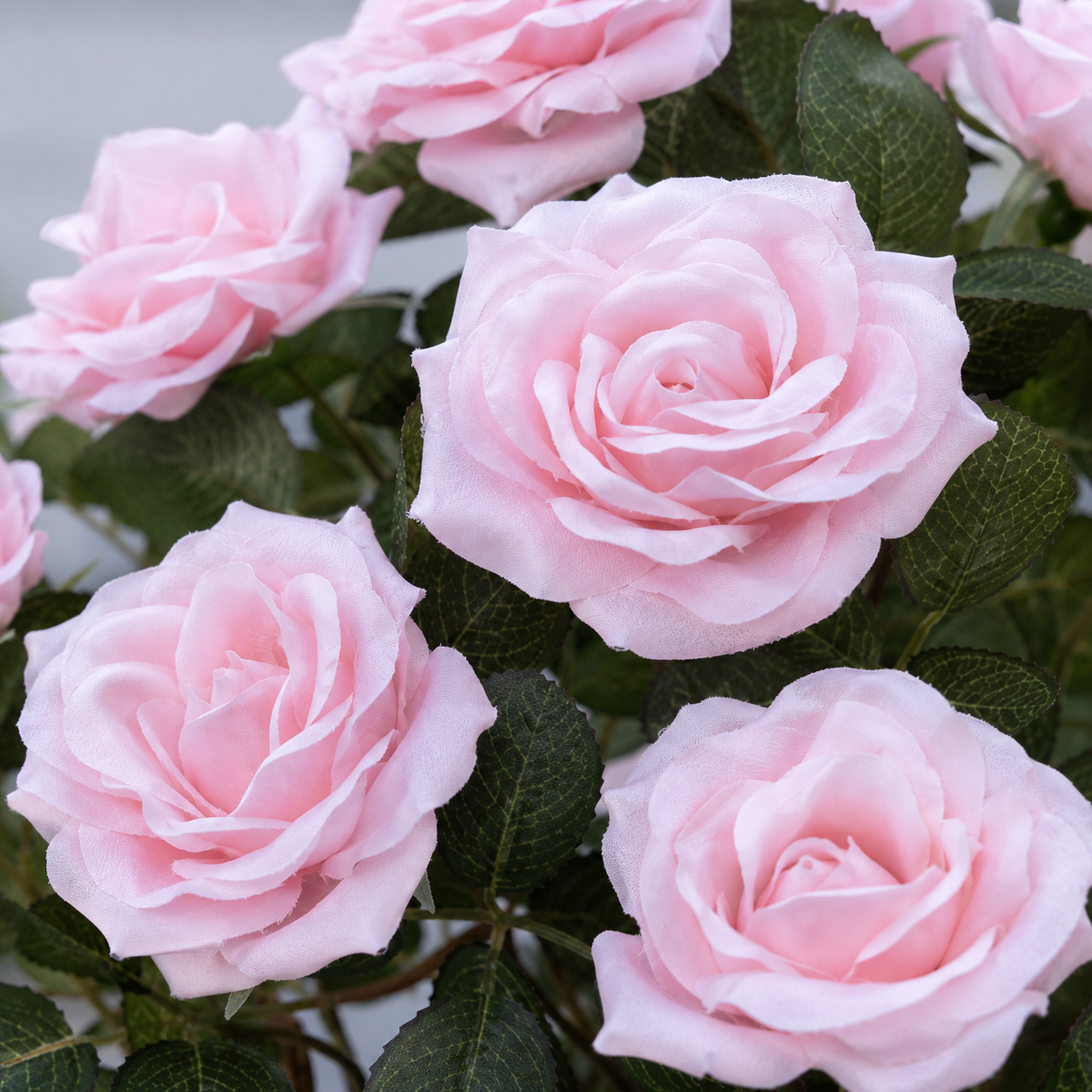 Soft Pink Rose Tree 25 Flowers 90cm/3ft - A1401