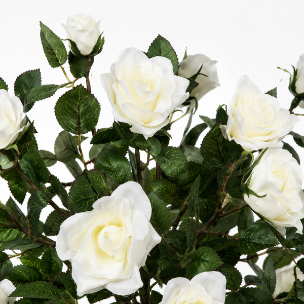 White Rose Tree 25 Flowers 90cm/3ft - A1402