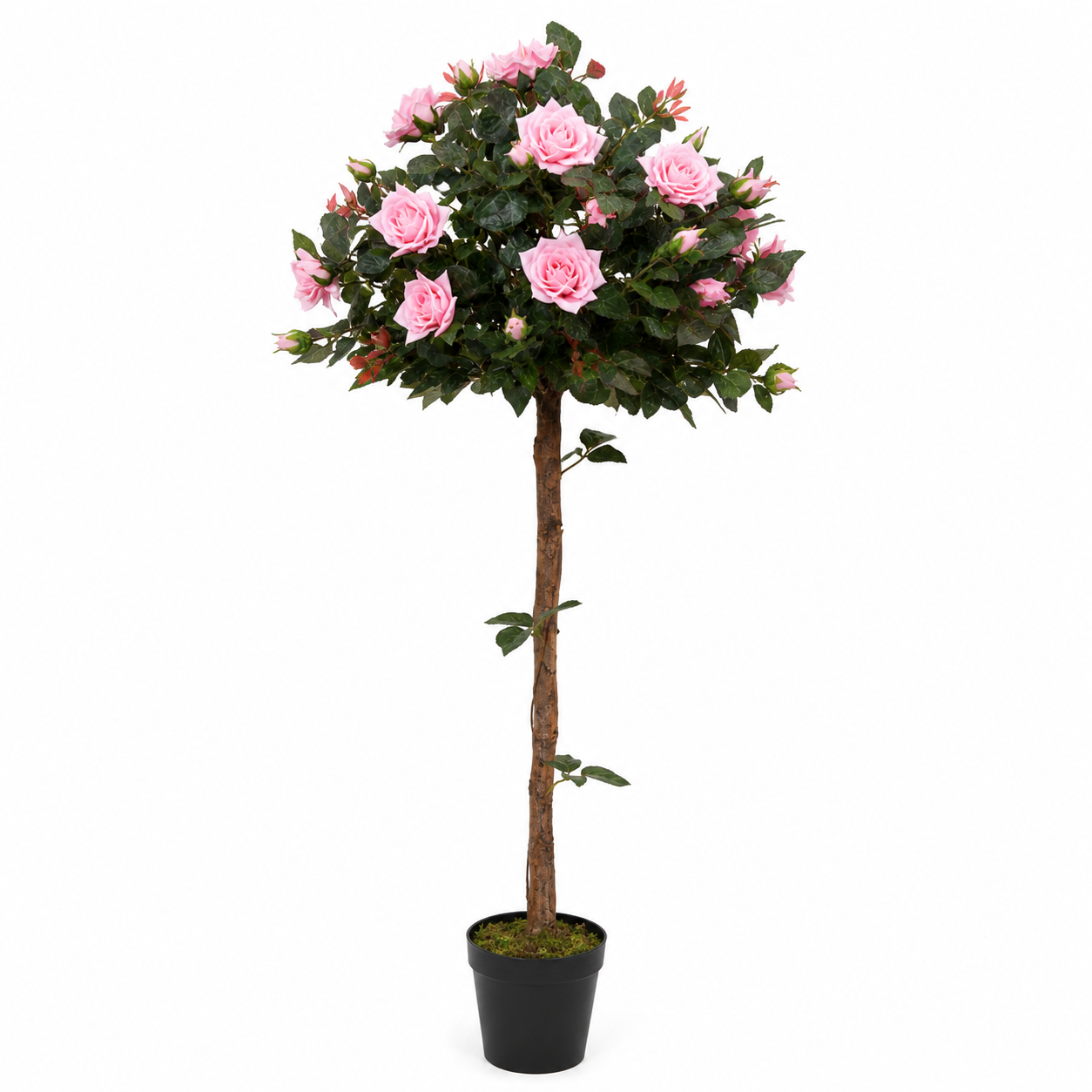 Pink Rose Tree 30 Flowers 120cm/4ft - A1405