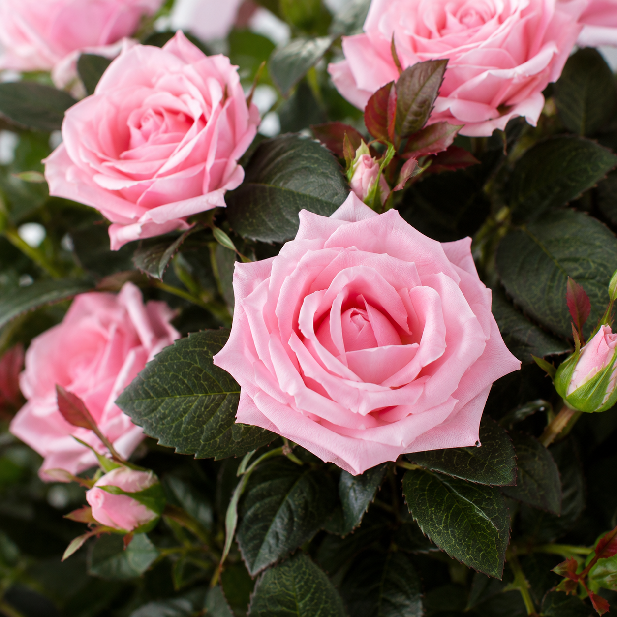 Pink Rose Tree 30 Flowers 120cm/4ft - A1405