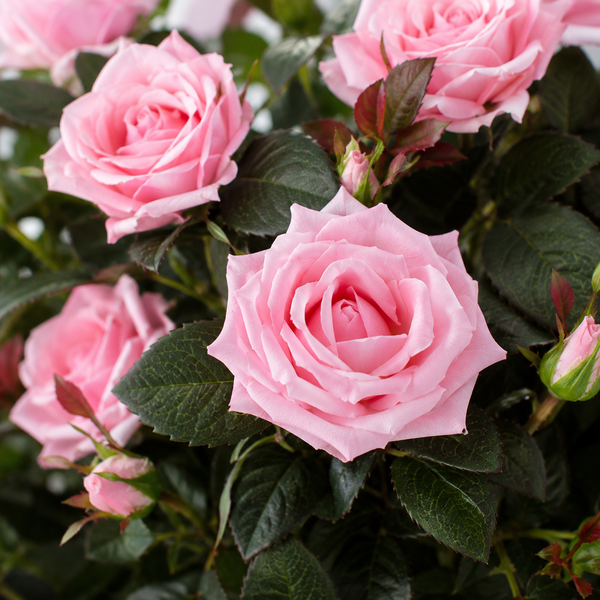 Pink Rose Tree 30 Flowers 120cm/4ft - A1405