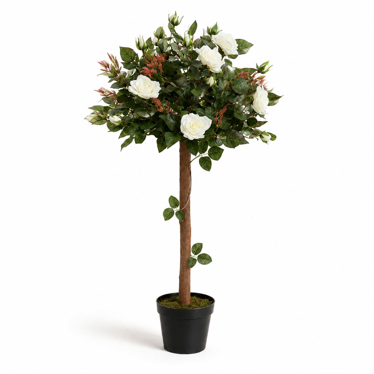 White Rose Tree 30 Flowers 120cm/4ft - A1406