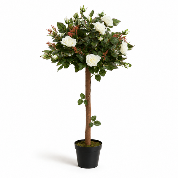 White Rose Tree 30 Flowers 120cm/4ft - A1406