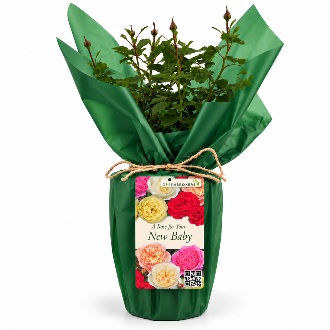 “A Rose for Your New Baby”- Gift Wrapped - 3L Potted - Five Colour Choices