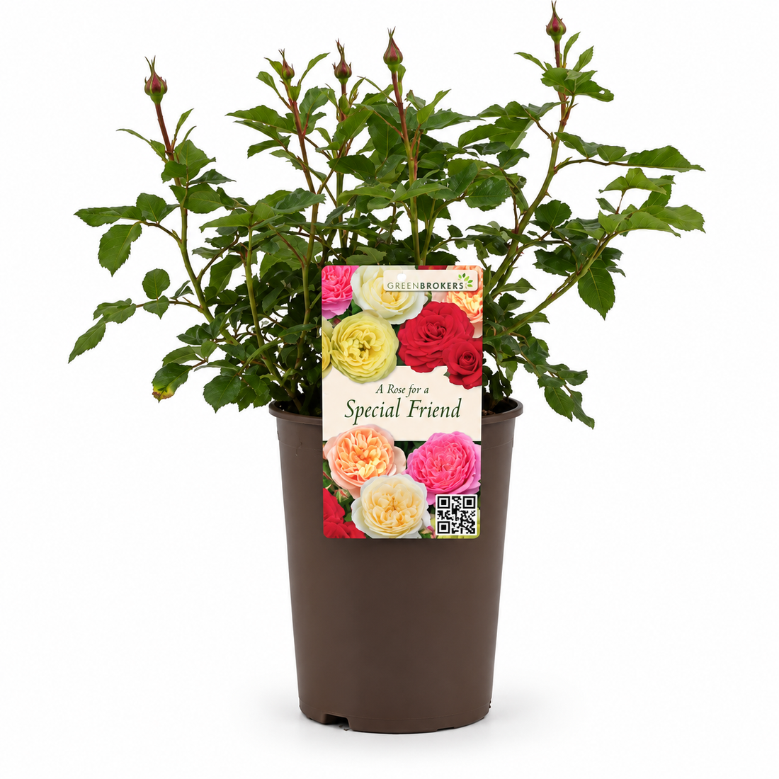 “A Rose for a Special Friend” - Gift Wrapped - 3L Potted - Five Colour Choices