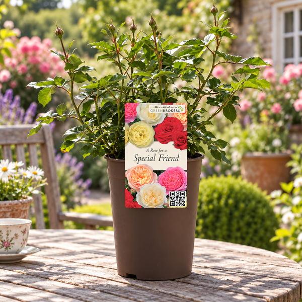 “A Rose for a Special Friend” - Gift Wrapped - 3L Potted - Five Colour Choices