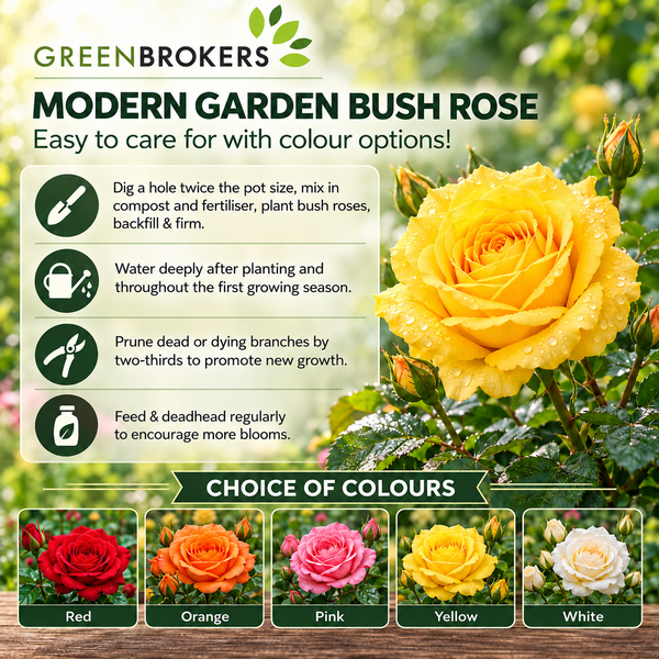 “A Rose for a Special Friend” - Gift Wrapped - 3L Potted - Five Colour Choices