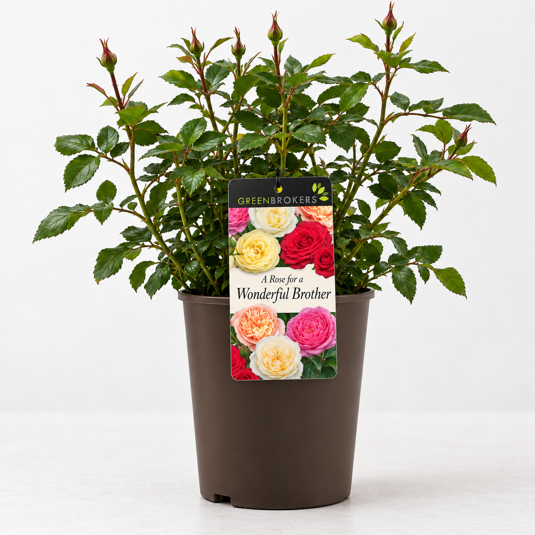 “A Rose for a Wonderful Brother” - Gift Wrapped - 3L Potted - Five Colour Choices