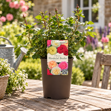 “A Rose for a Wonderful Brother” - Gift Wrapped - 3L Potted - Five Colour Choices