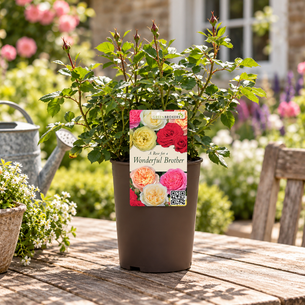“A Rose for a Wonderful Brother” - Gift Wrapped - 3L Potted - Five Colour Choices