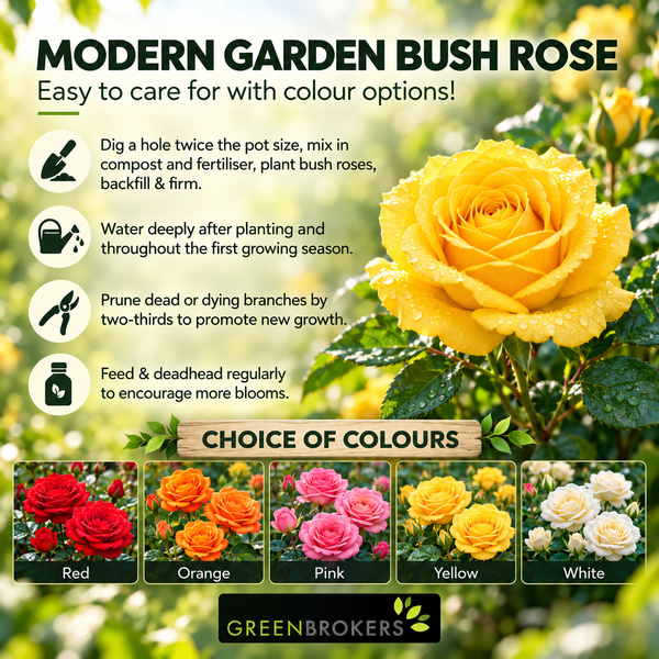 “A Rose for a Wonderful Brother” - Gift Wrapped - 3L Potted - Five Colour Choices
