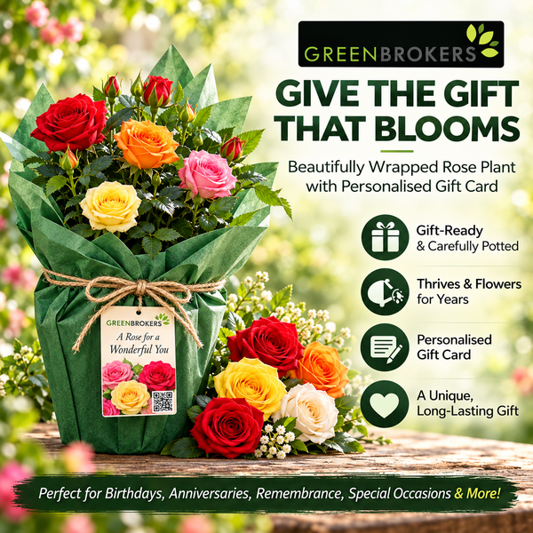 “A Rose for a Wonderful Brother” - Gift Wrapped - 3L Potted - Five Colour Choices