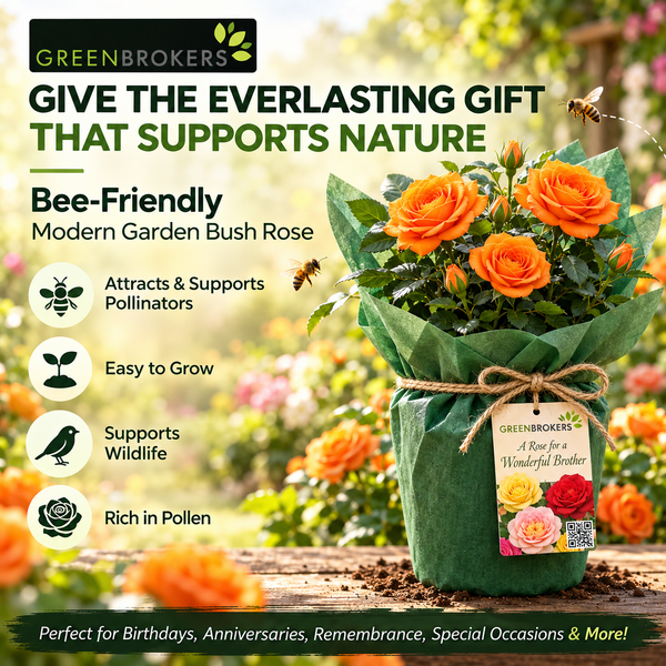 “A Rose for a Wonderful Brother” - Gift Wrapped - 3L Potted - Five Colour Choices