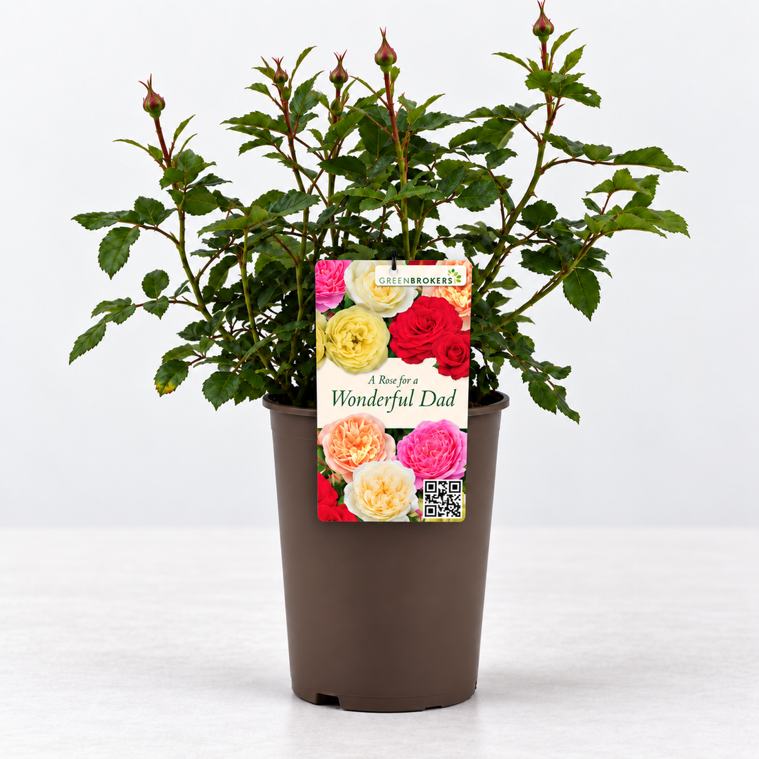 “A Rose for a Wonderful Dad” - Gift Wrapped - 3L Potted - Five Colour Choices