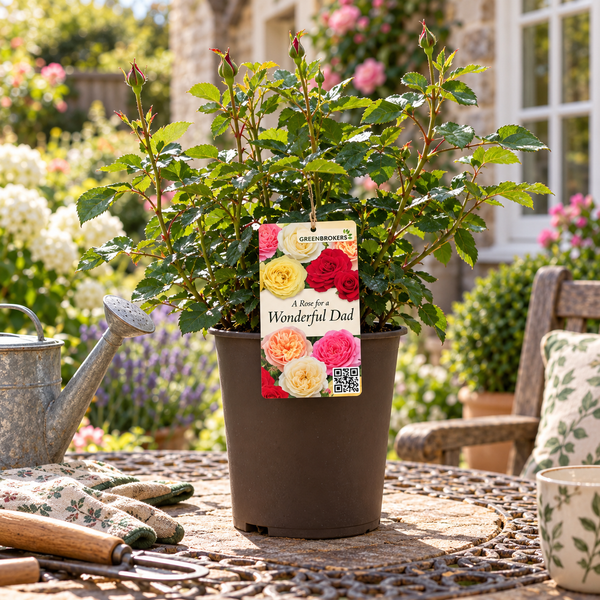 “A Rose for a Wonderful Dad” - Gift Wrapped - 3L Potted - Five Colour Choices