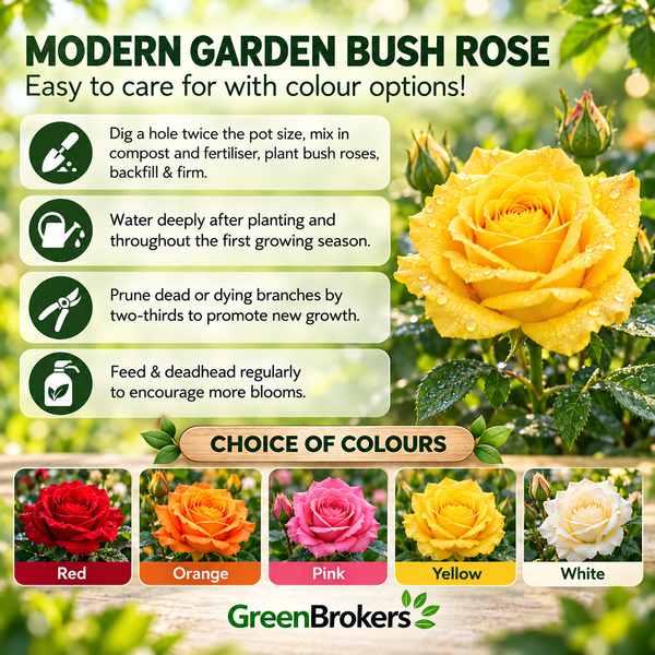 “A Rose for a Wonderful Dad” - Gift Wrapped - 3L Potted - Five Colour Choices