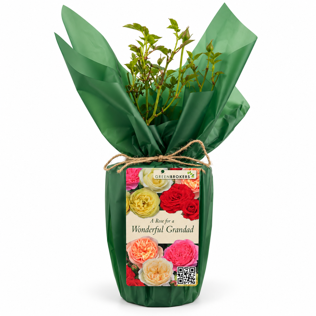 “A Rose for a Wonderful Grandad” - Gift Wrapped - 3L Potted - Five Colour Choices