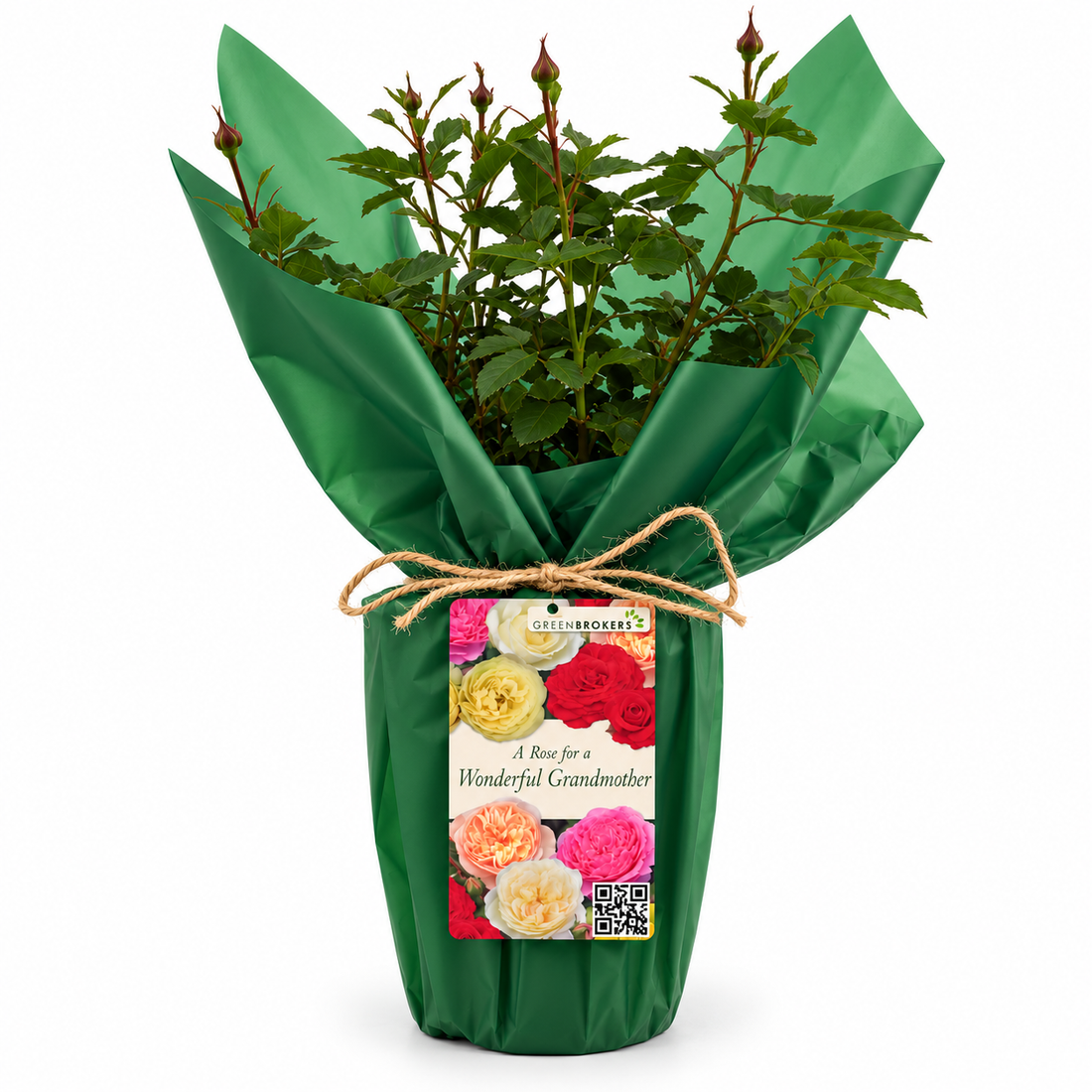 “A Rose for a Wonderful Grandmother” - Gift Wrapped - 3L Potted - Five Colour Choices