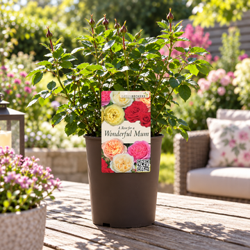 “A Rose for a Wonderful Mum” - Gift Wrapped - 3L Potted - Five Colour Choices