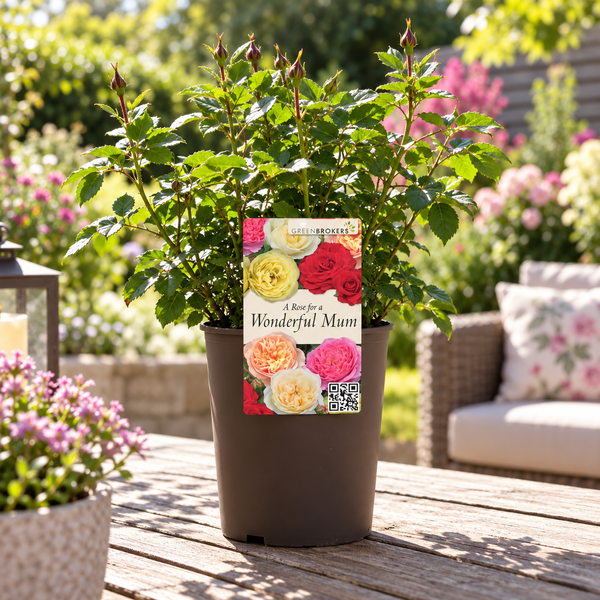 “A Rose for a Wonderful Mum” - Gift Wrapped - 3L Potted - Five Colour Choices