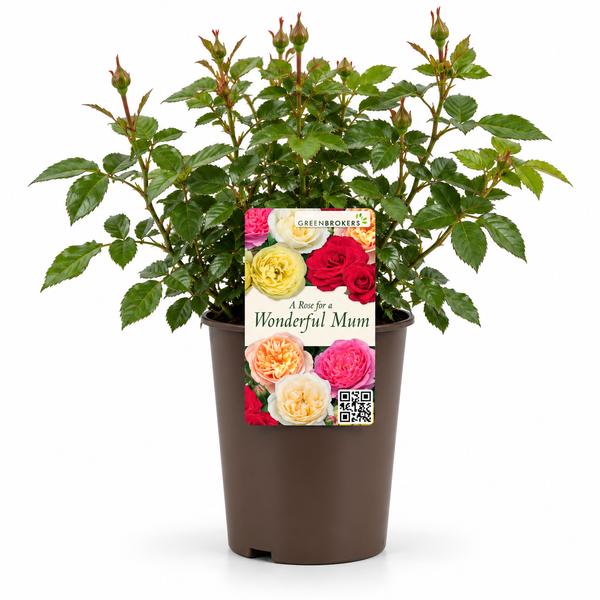 “A Rose for a Wonderful Mum” - Gift Wrapped - 3L Potted - Five Colour Choices