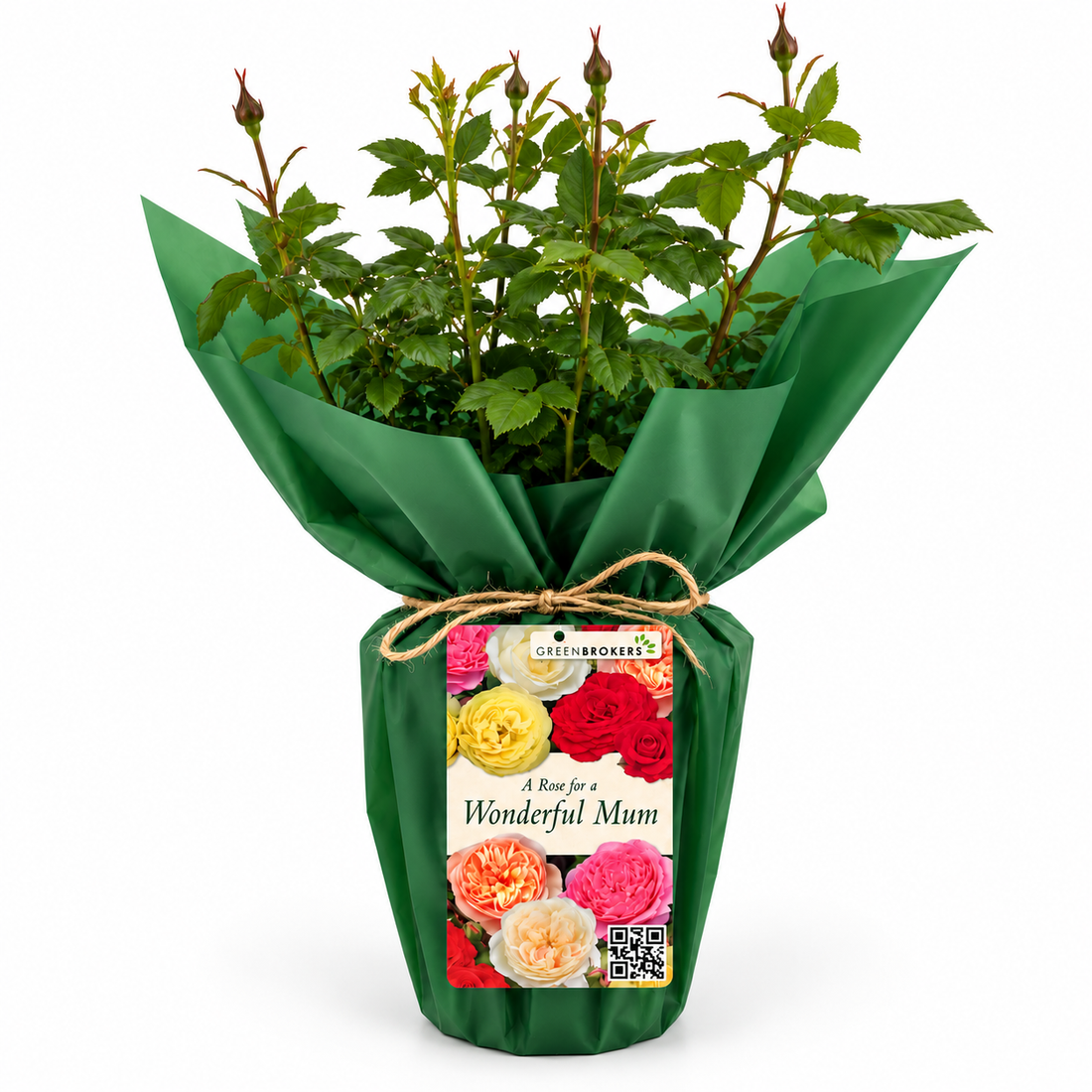 “A Rose for a Wonderful Mum” - Gift Wrapped - 3L Potted - Five Colour Choices