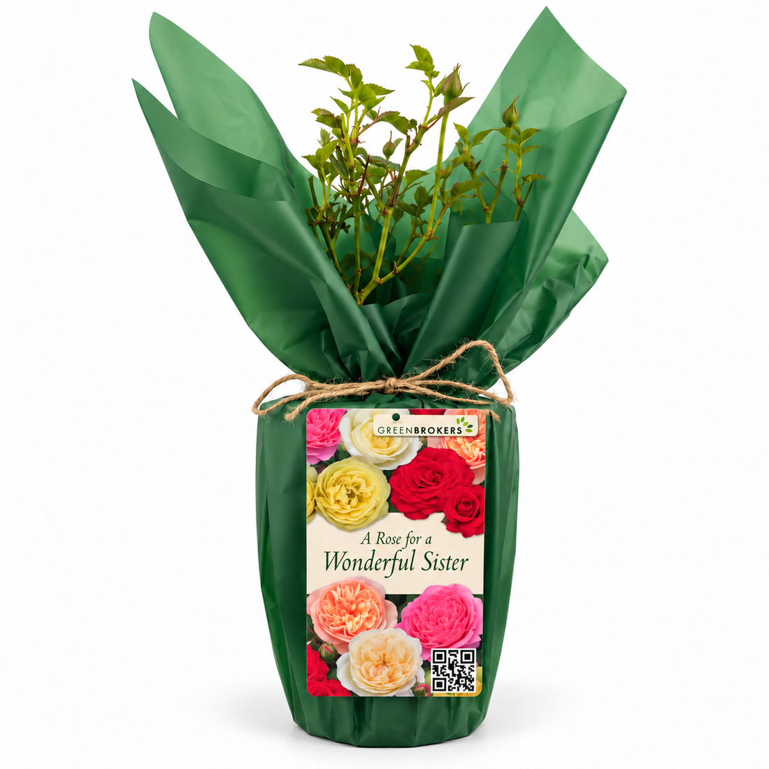 “A Rose for a Wonderful Sister” - Gift Wrapped - 3L Potted - Five Colour Choices