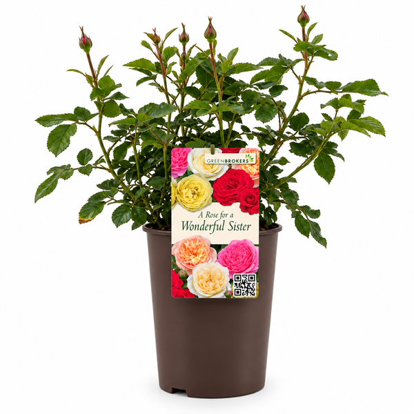 “A Rose for a Wonderful Sister” - Gift Wrapped - 3L Potted - Five Colour Choices